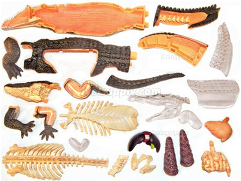 Crocodile Animal Anatomy Modell Teaching Model Assembled Toy